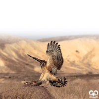 گونه سنقر خاکستری Hen Harrier